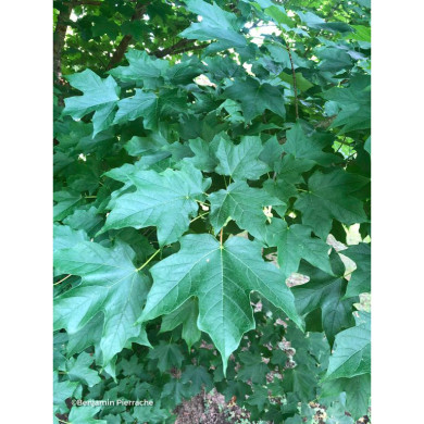 Acer saccharum