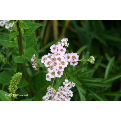 Achillea sibirica 'Love Parade'