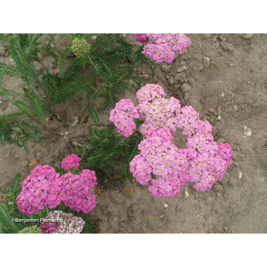 Achillea millefolium 'Apfelblüte'