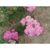 Achillea millefolium 'Apfelblüte'