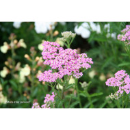 Achillea millefolium 'Apfelblüte'
