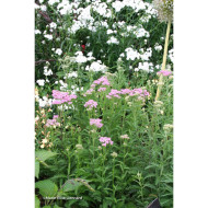 Achillea millefolium 'Apfelblüte'