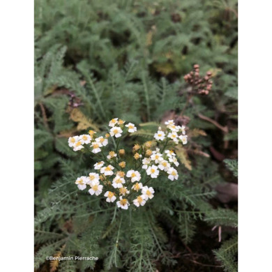 Achillea crithmifolia