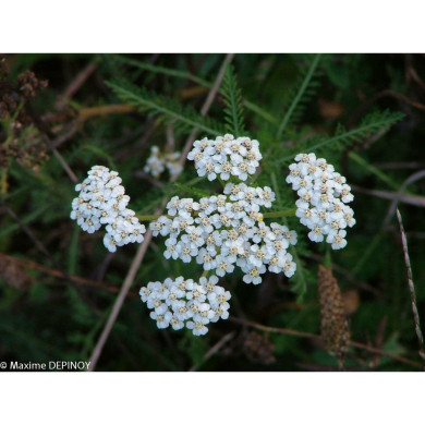Achillea millefolium