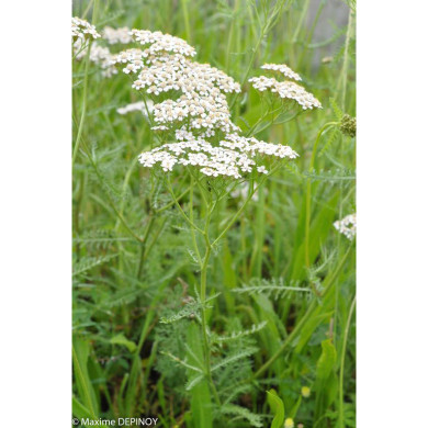 Achillea millefolium