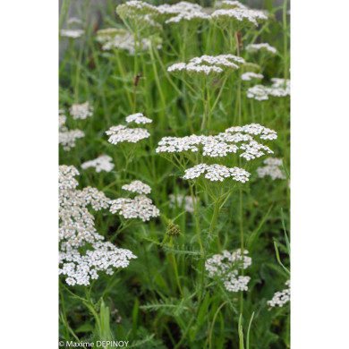 Achillea millefolium