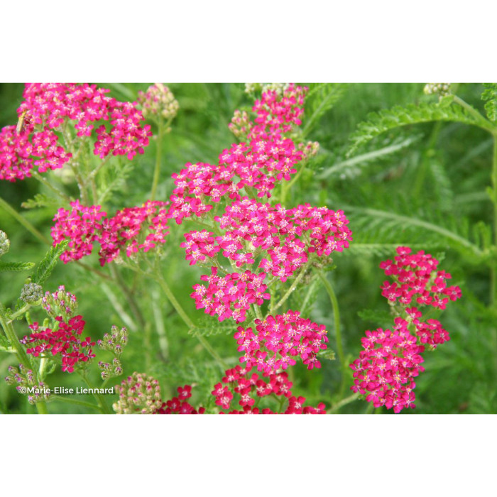 Achillea millefolium 'Cassis'