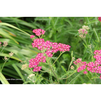 Achillea millefolium 'Cassis'