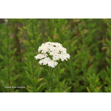 Achillea nobilis
