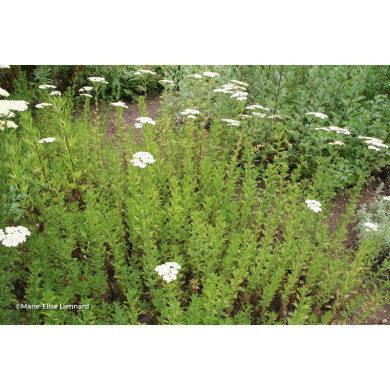 Achillea nobilis