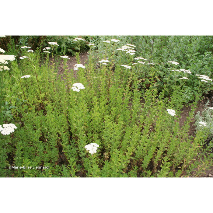 Achillea nobilis
