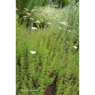 Achillea nobilis