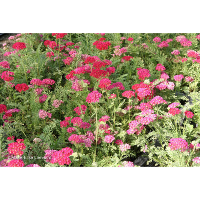 Achillea 'Pomegranate' TUTTI FRUTTI POMEGRANATE