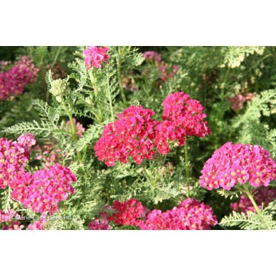 Achillea 'Pomegranate' TUTTI FRUTTI POMEGRANATE