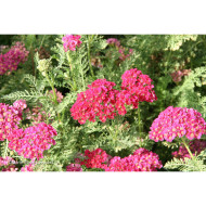 Achillea 'Pomegranate' TUTTI FRUTTI POMEGRANATE