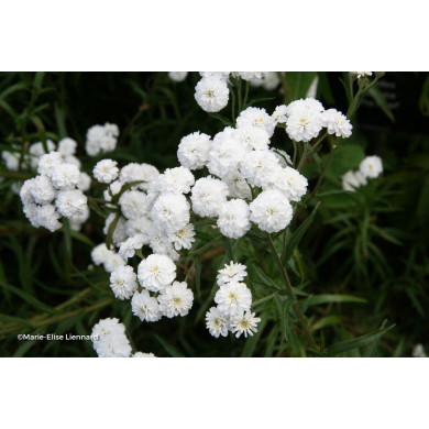 Achillea ptarmica 'The Pearl'