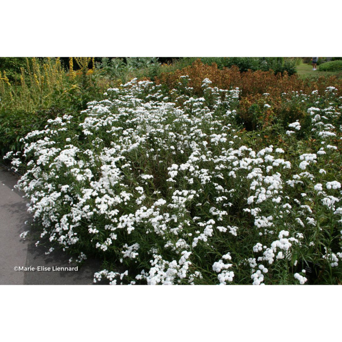 Achillea ptarmica 'The Pearl'