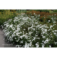Achillea ptarmica 'The Pearl'