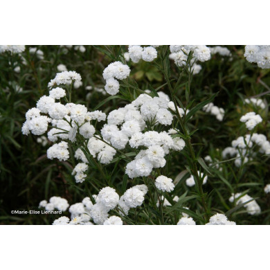Achillea ptarmica 'The Pearl'