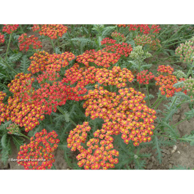 Achillea 'Walther Funcke'