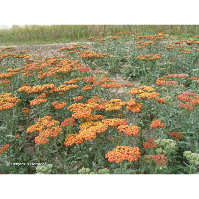 Achillea 'Walther Funcke'
