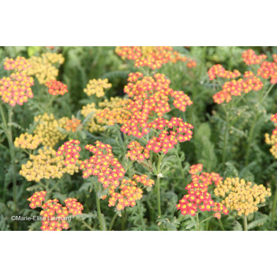 Achillea 'Walther Funcke'
