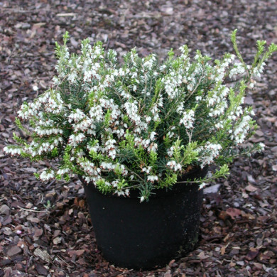 Erica carnea 'Snow Queen'