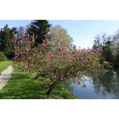 Magnolia liliiflora 'Nigra'