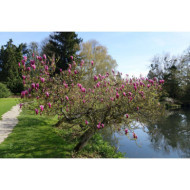Magnolia liliiflora 'Nigra'