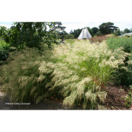 Achnatherum calamagrostis