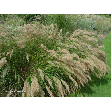 Achnatherum calamagrostis