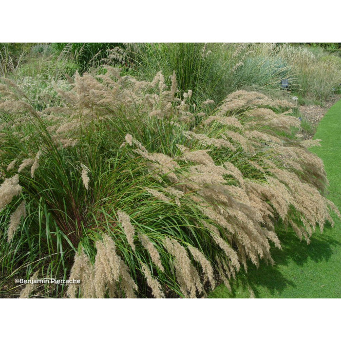 Achnatherum calamagrostis