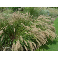 Achnatherum calamagrostis