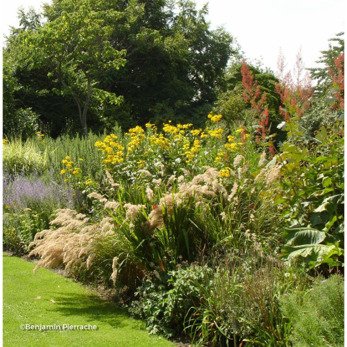 Achnatherum calamagrostis