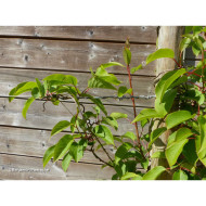 Kiwaï 'Ken's Red' (femelle)