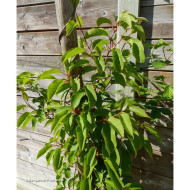 Kiwaï 'Ken's Red' (femelle)
