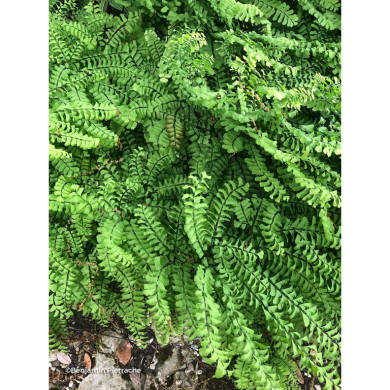 Adiantum pedatum