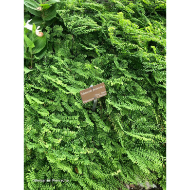 Adiantum pedatum