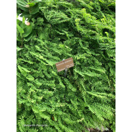 Adiantum pedatum