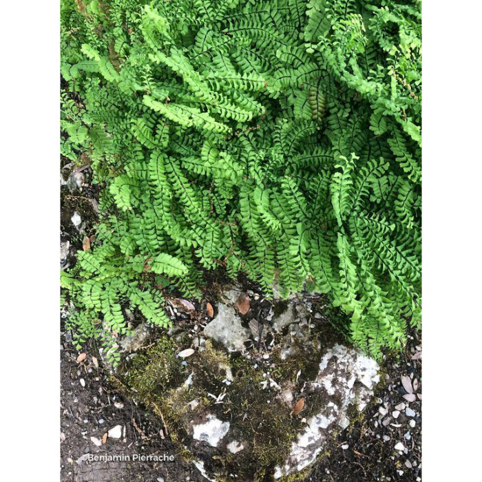 Adiantum pedatum
