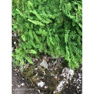 Adiantum pedatum