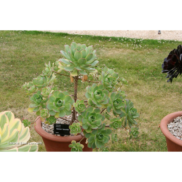 Aeonium haworthii