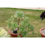 Aeonium haworthii