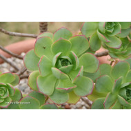 Aeonium haworthii