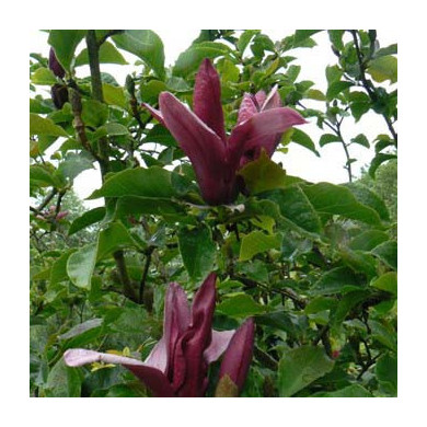 Magnolia liliiflora 'Nigra'