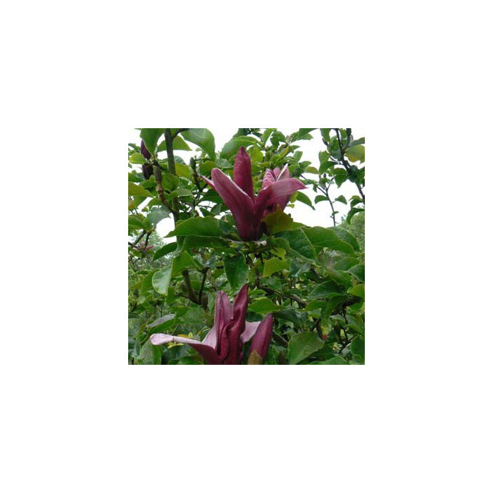Magnolia liliiflora 'Nigra'
