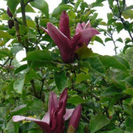 Magnolia liliiflora 'Nigra'