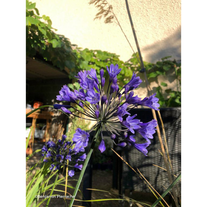 Agapanthus 'Back in Black'