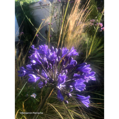 Agapanthus 'Back in Black'