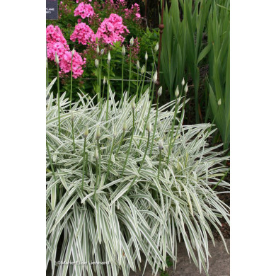Agapanthus Silver Moon® Notfred
